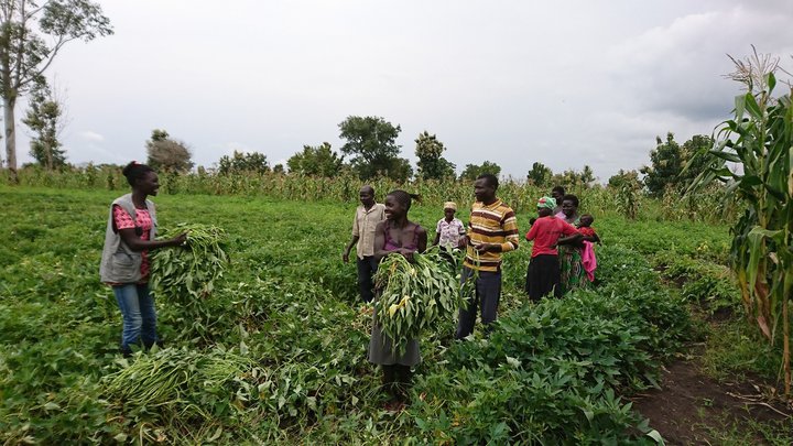 With Self Help Africa, HarvestPlus empowered refugees living in Uganda to grow orange sweet potatoes.